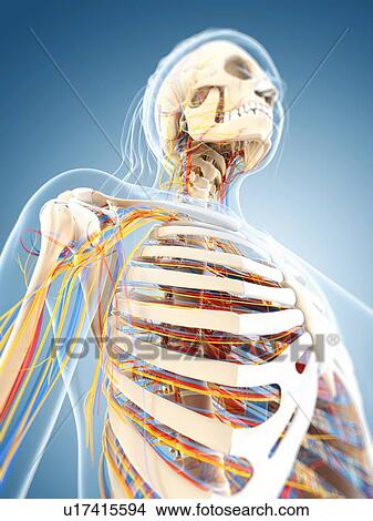 Stock Illustration - Female anatomy, artwork. Fotosearch
