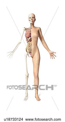 Female anatomy, artwork View Large Illustration Stock Illustration - Female anatomy, artwork. Fotosearch
