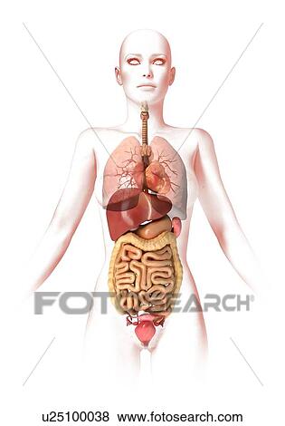 Stock Illustration - Female anatomy, artwork. Fotosearch