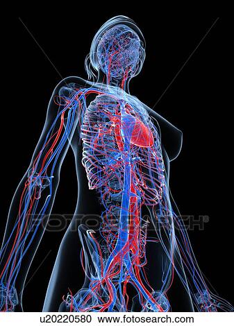 Female cardiovascular system, artwork View Large Illustration Clipart - Female cardiovascular system, artwork. Fotosearch