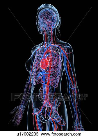 Drawing - Female cardiovascular system, artwork. Fotosearch
