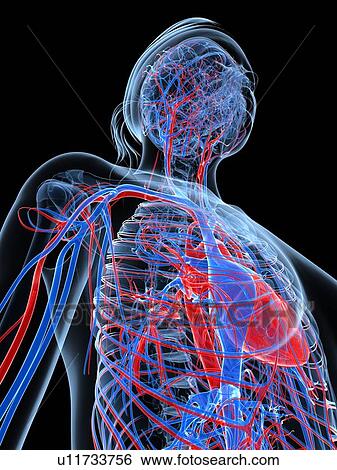 Stock Illustration - Female cardiovascular system, artwork. Fotosearch