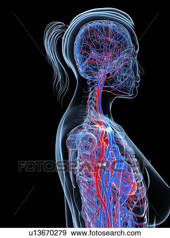 Stock Illustration - Female cardiovascular system, artwork. Fotosearch