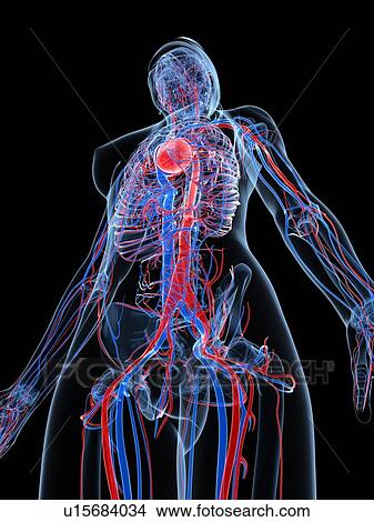 Female cardiovascular system, artwork View Large Illustration Stock Illustration - Female cardiovascular system, artwork. Fotosearch