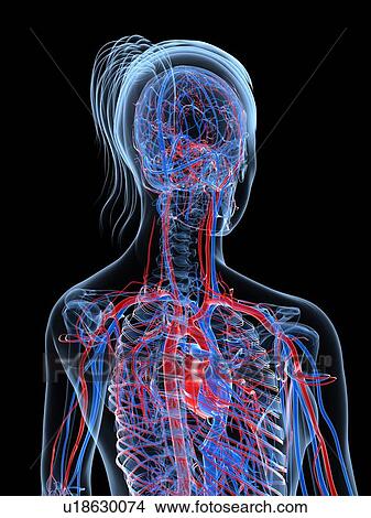Stock Illustration - Female cardiovascular system, artwork. Fotosearch