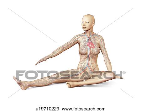 Female circulatory system, artwork View Large Illustration Stock Illustration - Female circulatory system, artwork. Fotosearch