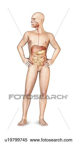 Stock Illustration - Female digestive system, artwork. Fotosearch