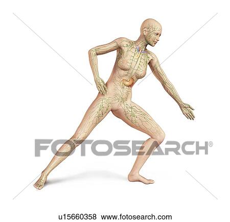 Stock Illustration - Female lymphatic system, artwork. Fotosearch
