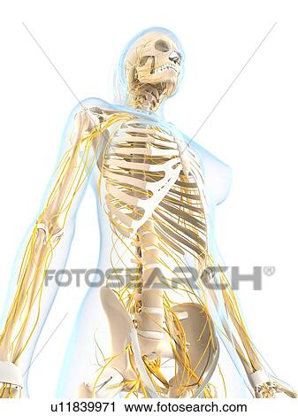 Clip Art - Female nervous system, artwork. Fotosearch