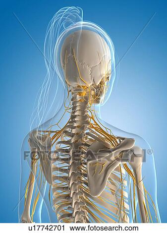 Clip Art - Female nervous system, artwork. Fotosearch