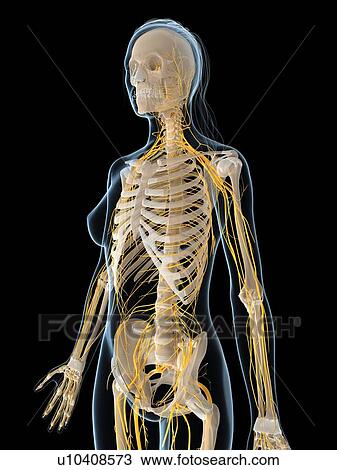 Drawing - Female nervous system, artwork. Fotosearch