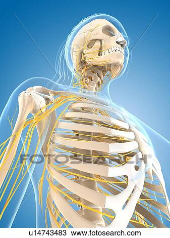 Drawing - Female nervous system, artwork. Fotosearch