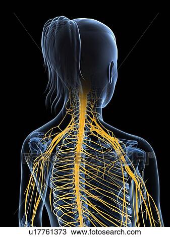 Drawing - Female nervous system, artwork. Fotosearch