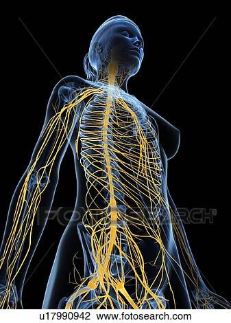 Female nervous system, artwork View Large Illustration Drawing - Female nervous system, artwork. Fotosearch