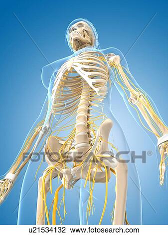 Drawing - Female nervous system, artwork. Fotosearch