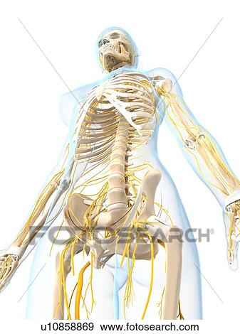Female nervous system, artwork View Large Illustration Stock Illustration - Female nervous system, artwork. Fotosearch