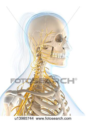 Female nervous system, artwork View Large Illustration Stock Illustration - Female nervous system, artwork. Fotosearch