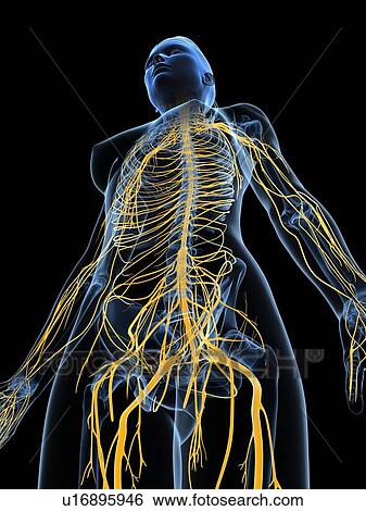 Female nervous system, artwork View Large Illustration Stock Illustration - Female nervous system, artwork. Fotosearch