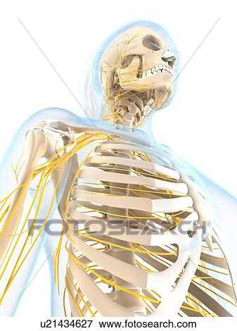 Female nervous system, artwork View Large Illustration Stock Illustration - Female nervous system, artwork. Fotosearch