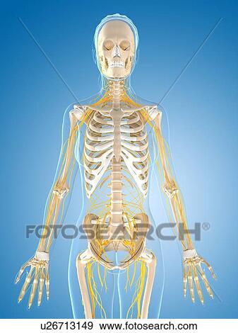 Stock Illustration - Female nervous system, artwork. Fotosearch