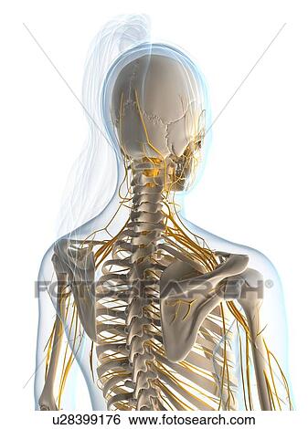 Stock Illustration - Female nervous system, artwork. Fotosearch