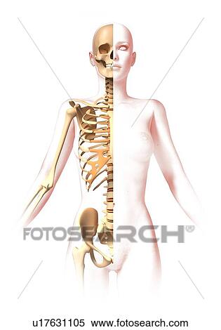 Stock Illustration - Female skeleton, artwork. Fotosearch