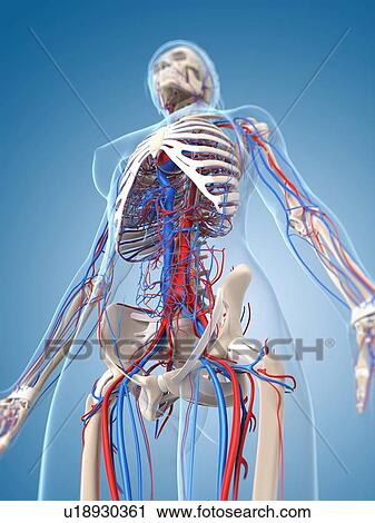 Clip Art - Female vascular system, artwork. Fotosearch