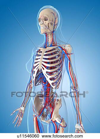 Clipart - Female vascular system, artwork. Fotosearch