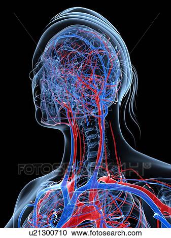 Female vascular system, artwork View Large Illustration Clipart - Female vascular system, artwork. Fotosearch