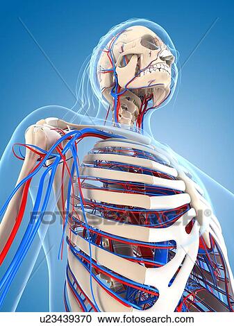 Female vascular system, artwork View Large Illustration Clipart - Female vascular system, artwork. Fotosearch