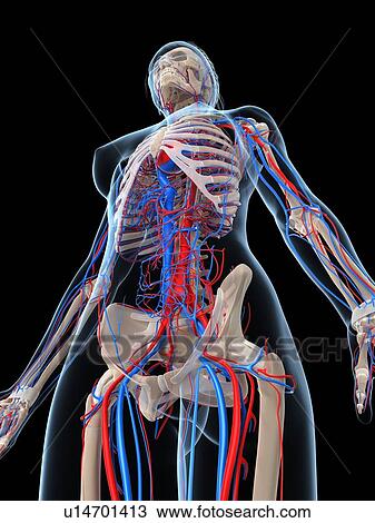 Drawing - Female vascular system, artwork. Fotosearch