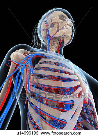 Drawing - Female vascular system, artwork. Fotosearch