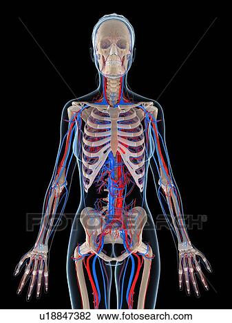 Female vascular system, artwork View Large Illustration Drawing - Female vascular system, artwork. Fotosearch