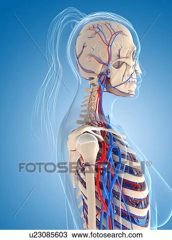 Female vascular system, artwork View Large Illustration Drawing - Female vascular system, artwork. Fotosearch