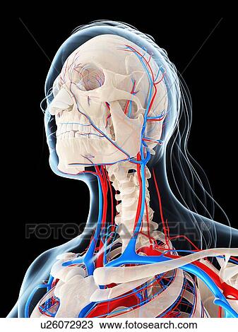 Female vascular system, artwork View Large Illustration Drawing - Female vascular system, artwork. Fotosearch