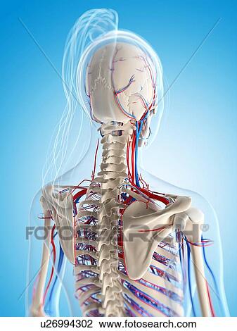 Female vascular system, artwork View Large Illustration Drawing - Female vascular system, artwork. Fotosearch