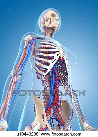 Stock Illustration - Female vascular system, artwork. Fotosearch