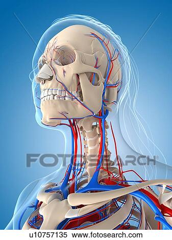 Female vascular system, artwork View Large Illustration Stock Illustration - Female vascular system, artwork. Fotosearch