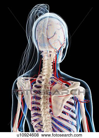 Female vascular system, artwork View Large Illustration Stock Illustration - Female vascular system, artwork. Fotosearch