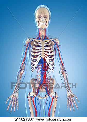 Stock Illustration - Female vascular system, artwork. Fotosearch