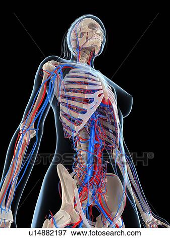 Stock Illustration - Female vascular system, artwork. Fotosearch