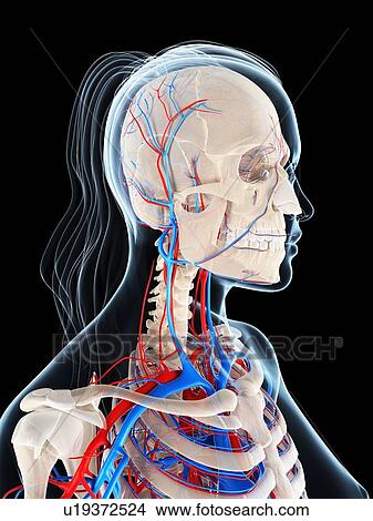 Stock Illustration - Female vascular system, artwork. Fotosearch