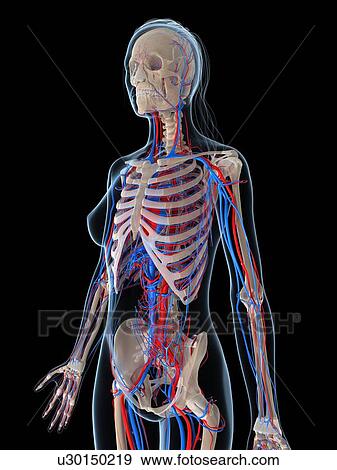 Female vascular system, artwork View Large Illustration Stock Illustration - Female vascular system, artwork. Fotosearch