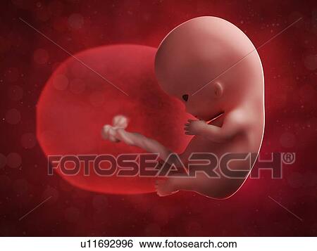 Foetus at 10 weeks, artwork View Large Illustration Stock Illustration - Foetus at 10 weeks, artwork. Fotosearch