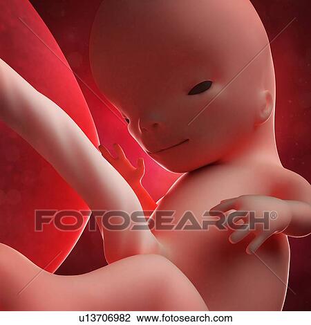 Foetus at 11 weeks, artwork View Large Illustration Drawing - Foetus at 11 weeks, artwork. Fotosearch