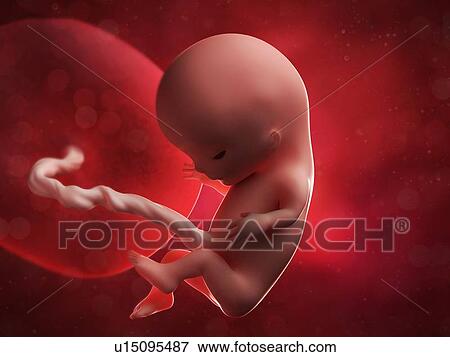 Stock Illustration - Foetus at 11 weeks, artwork. Fotosearch
