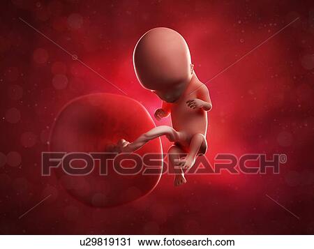 Foetus at 12 weeks, artwork View Large Illustration Clip Art - Foetus at 12 weeks, artwork. Fotosearch