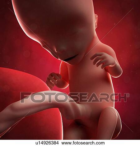 Foetus at 12 weeks, artwork View Large Illustration Stock Illustration - Foetus at 12 weeks, artwork. Fotosearch