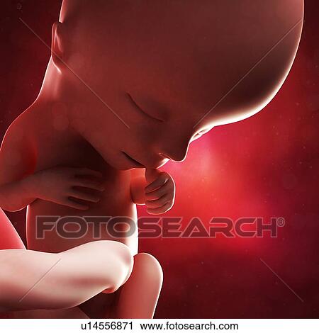 Foetus at 13 weeks, artwork View Large Illustration Clip Art - Foetus at 13 weeks, artwork. Fotosearch