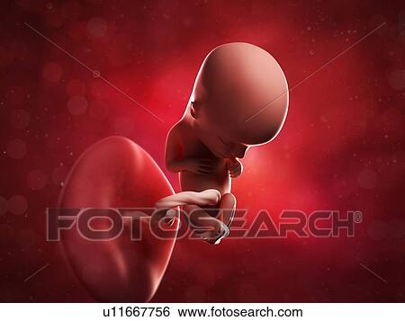 Stock Illustration - Foetus at 13 weeks, artwork. Fotosearch